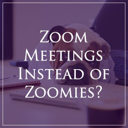 zoom-meetings